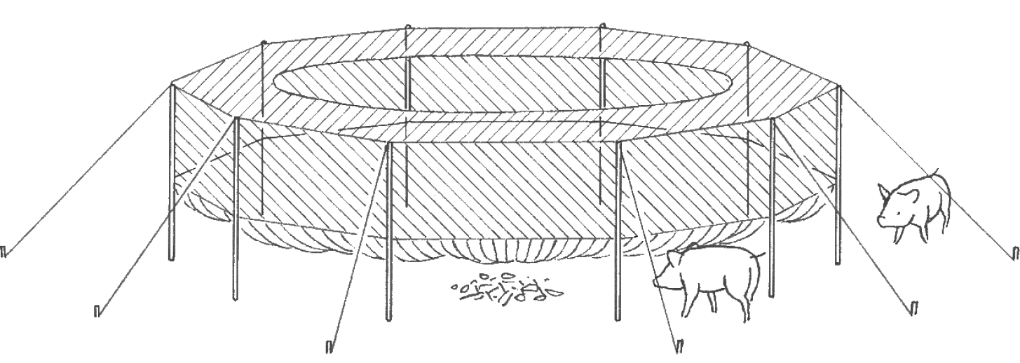 Placing the net and conditioning pigs to feed inside